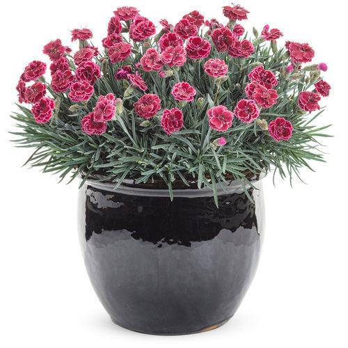 Dianthus - Fruit Punch® Black Cherry Frost Dianthus