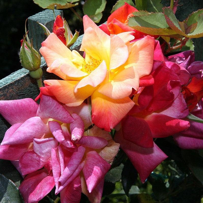 Rosa - Joseph's Coat Rose