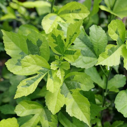 Hibiscus syriacus - PW® Paraplu Adorned® Rose of Sharon