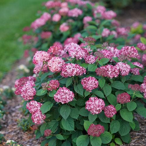Hydrangea arborescens - Invincibelle® Ruby Hydrangea