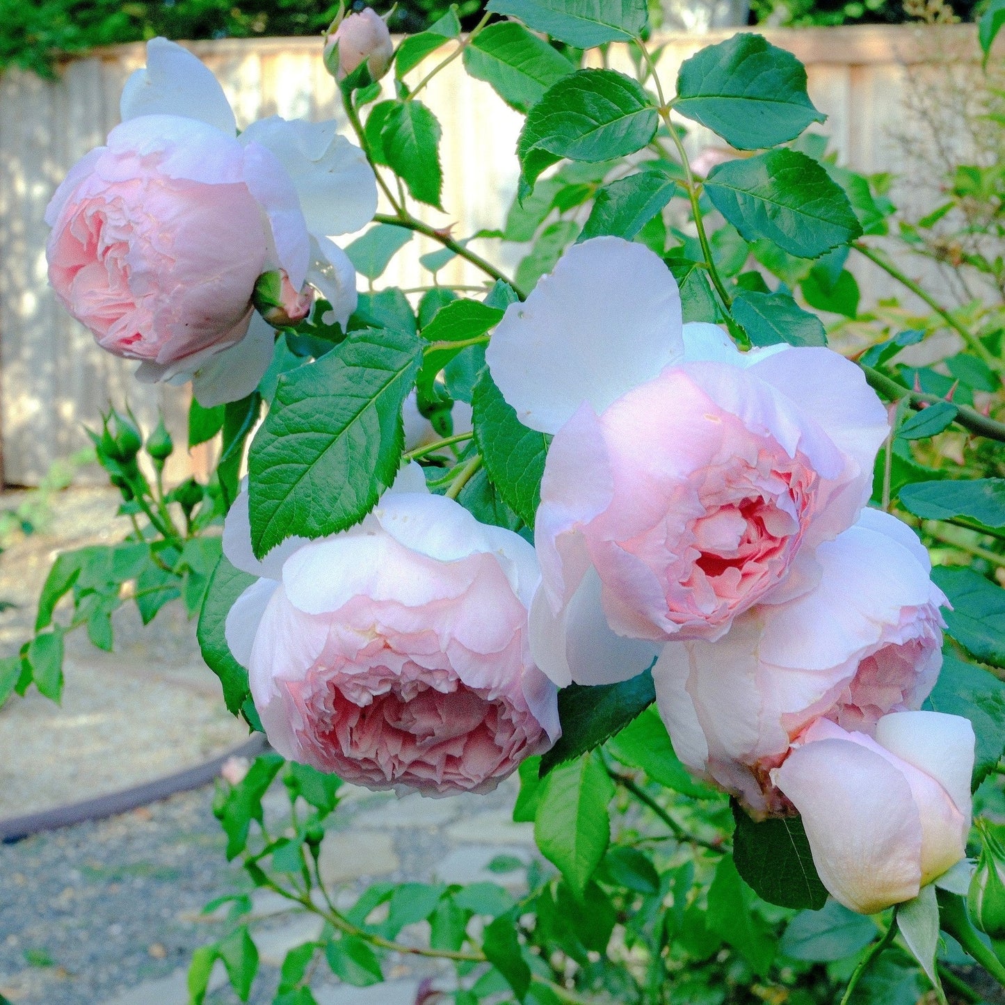 Rosa - The Wedgwood Climbing Rose