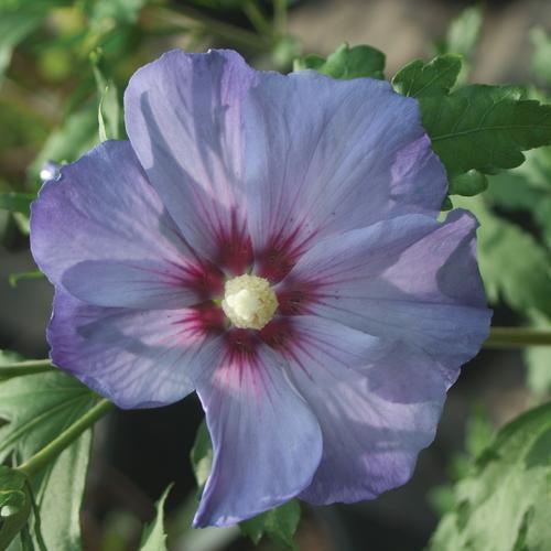 Hibiscus syriacus - Azurri Blue Satin® Rose of Sharon