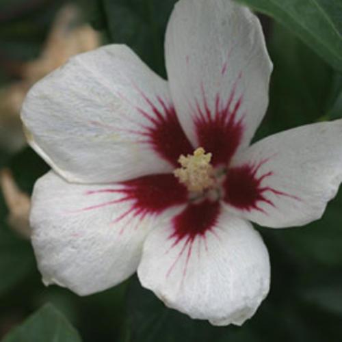 Hibiscus syriacus - PW® Lil' Kim® Hibiscus