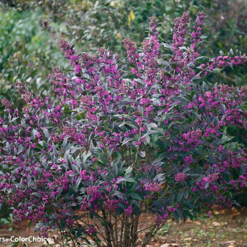 Callicarpa - Pearl Glam® Beautyberry