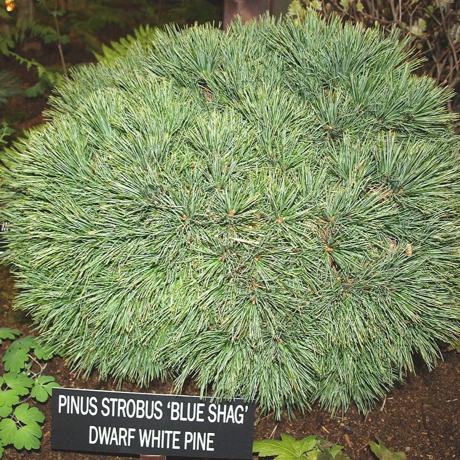 Pinus strobus - Blue Shag White Pine