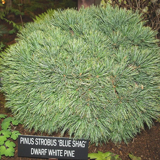 Pinus strobus - Blue Shag White Pine