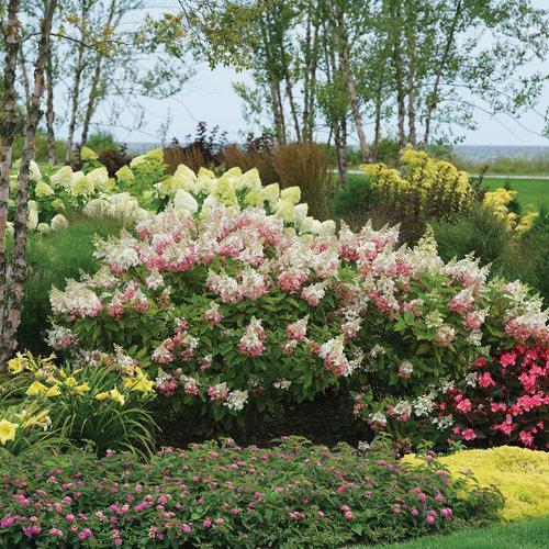 Hydrangea paniculata - Pinky Winky® Hydrangea