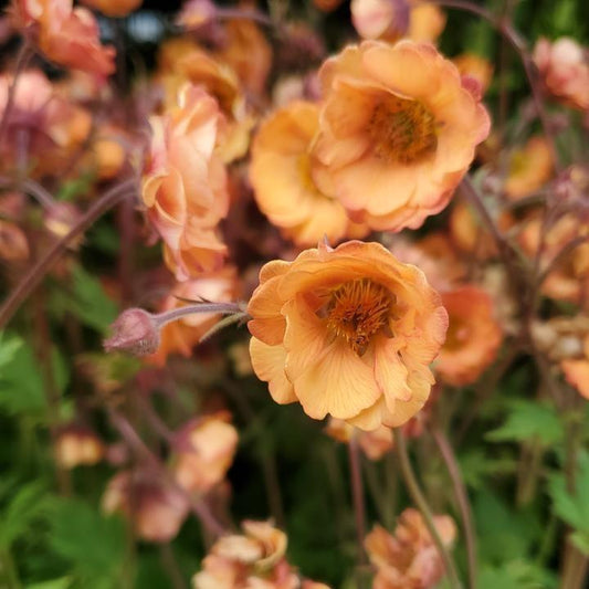 Geum x  - Tempo™ Orange Avens