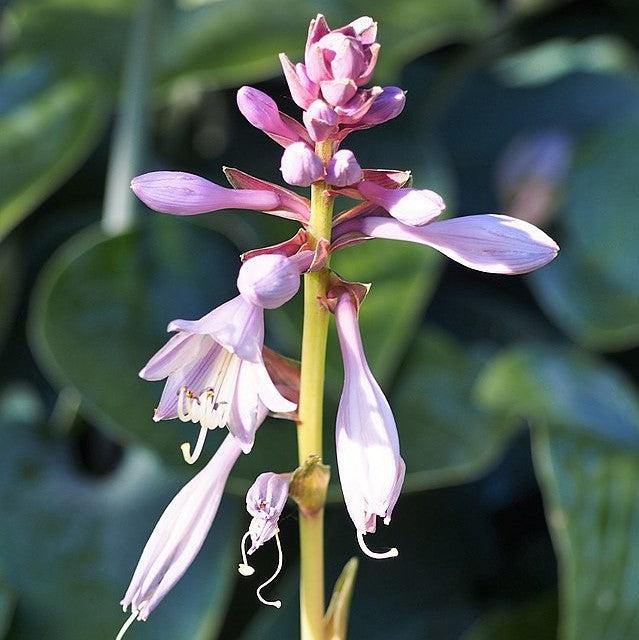 Hosta - Lakeside Paisley Print Hosta