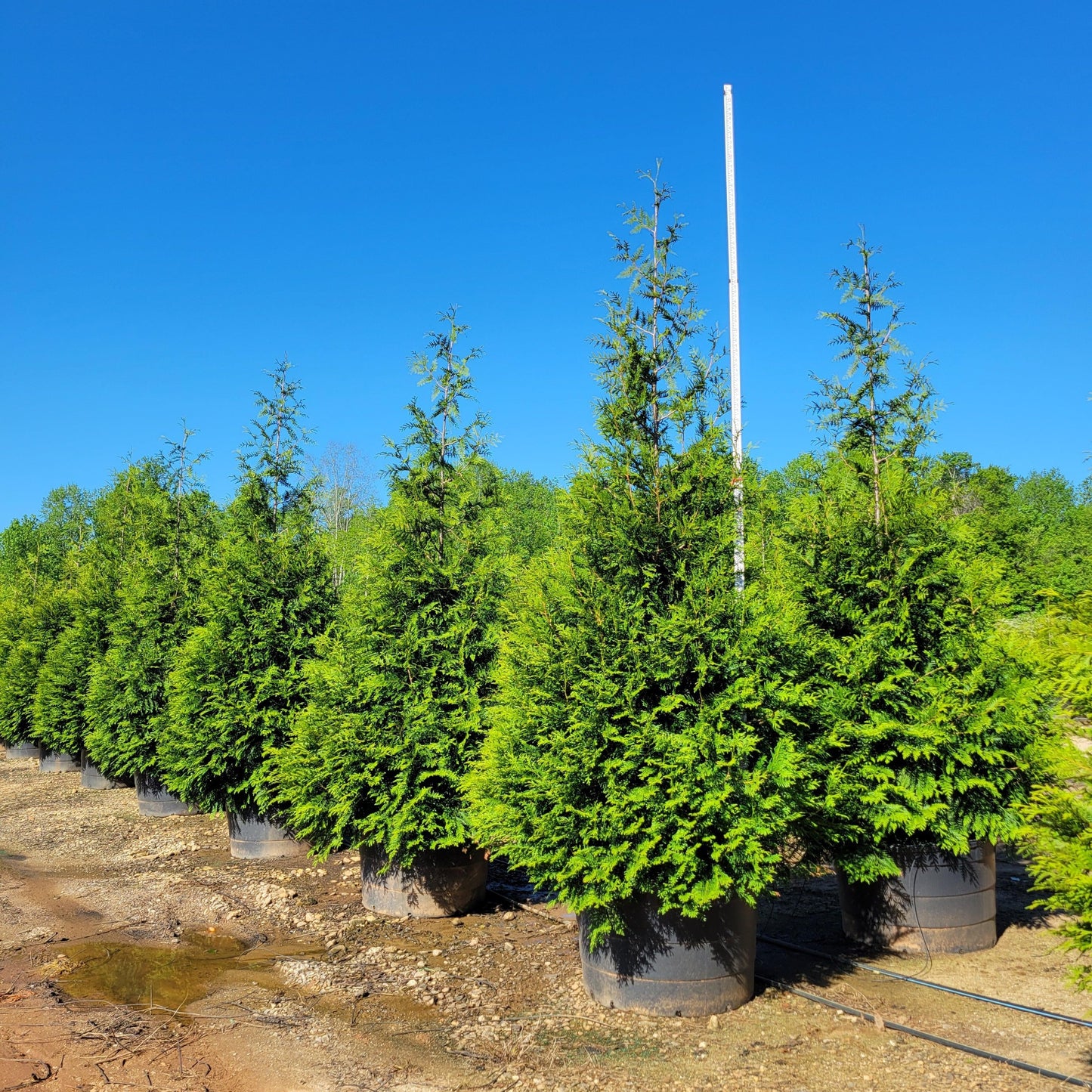 Thuja standishii x plicata - Green Giant Arborvitae