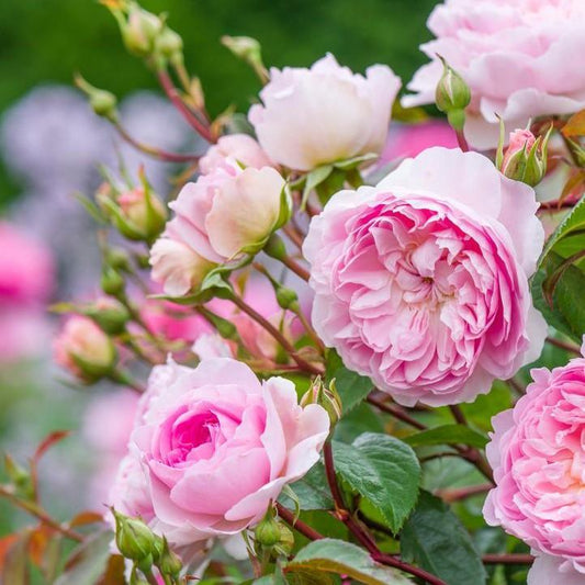 Rosa  - Silas Marner® Rose