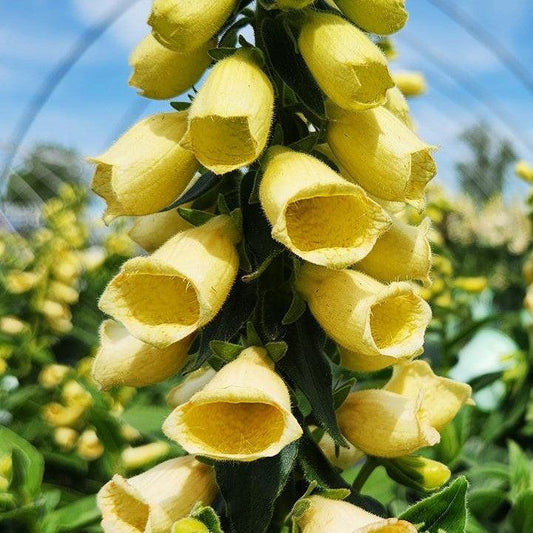 Digitalis grandiflora - Carillon Foxglove