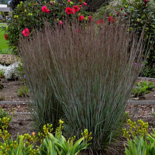 Schizachyrium scoparium - 'Blue Paradise' Little Bluestem