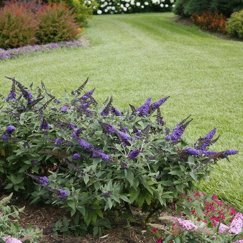 Buddleia davidii - Pugster Blue® Dwarf Butterfly Bush