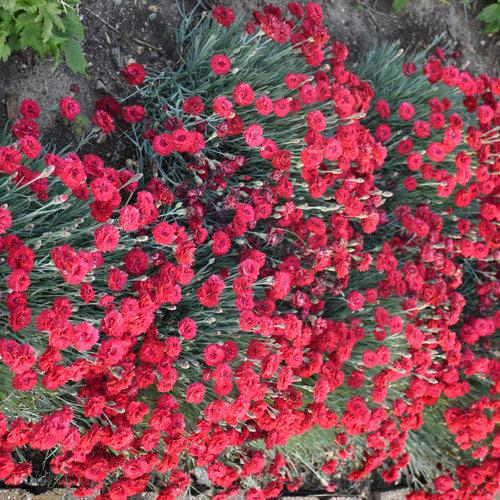 Dianthus  - Fruit Punch® Maraschino Dianthus
