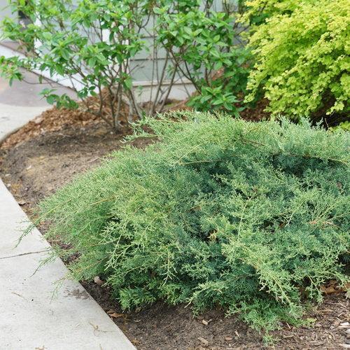 Juniperus chinensis - PW® Montana Moss® Juniper
