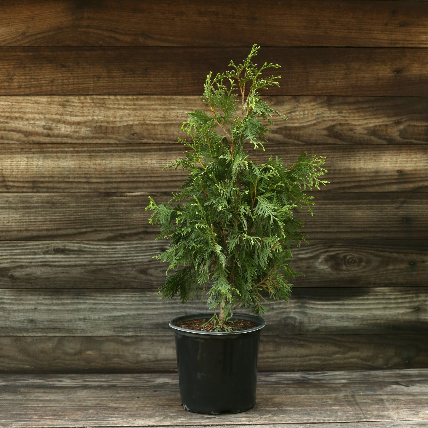 Thuja standishii x plicata - Green Giant Arborvitae