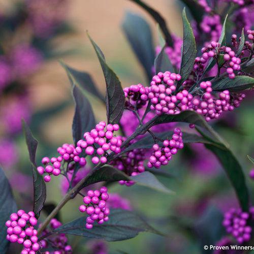 Callicarpa - Pearl Glam® Beautyberry