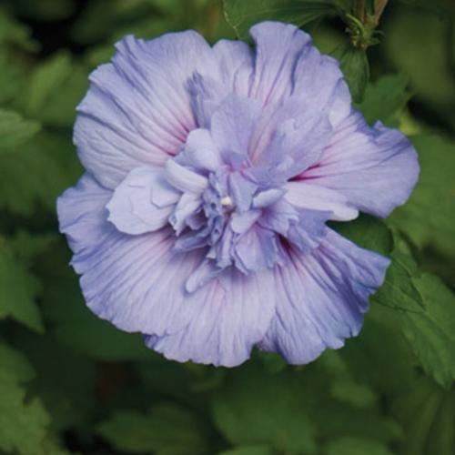 Hibiscus syriacus - Blue Chiffon® Hibiscus