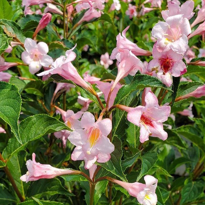 Weigela florida - PW® Sonic Bloom® Pure Pink Weigela