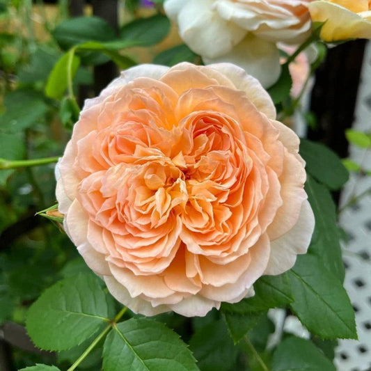 Rosa - Bathsheba Climbing Rose