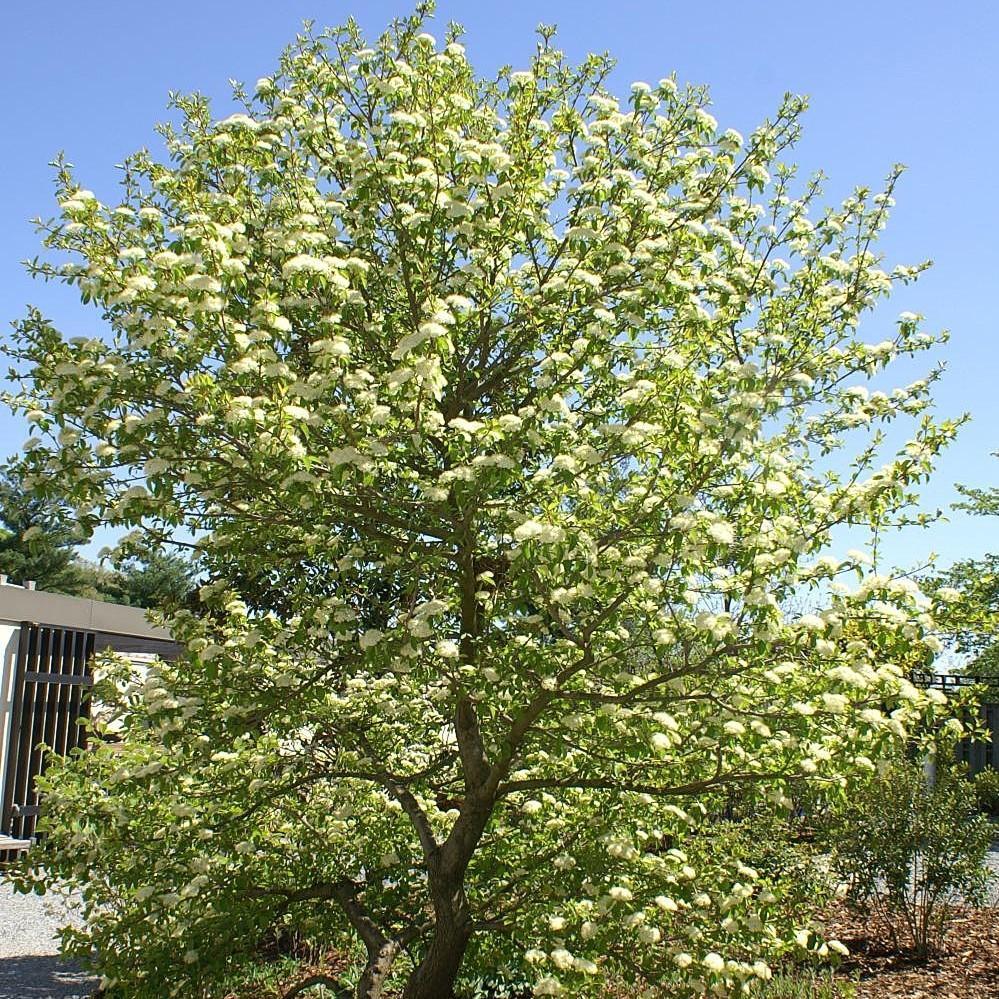 Viburnum prunifolium  - Blackhaw Viburnum