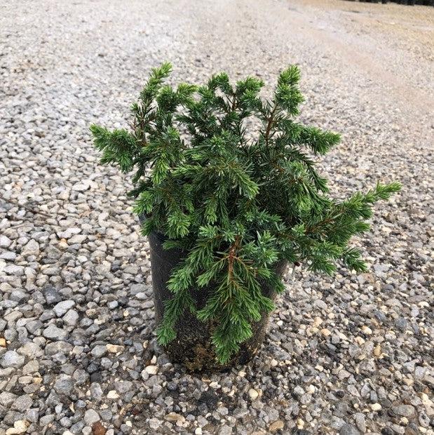 Juniperus conferta - Blue Pacific Shore Juniper