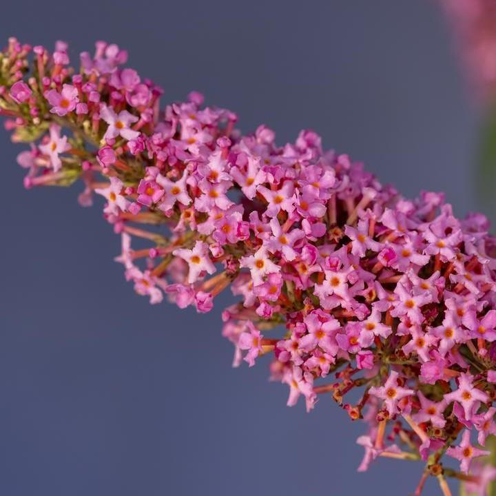 Buddleia davidii - First Editions® Trippy Pink® Butterfly Bush