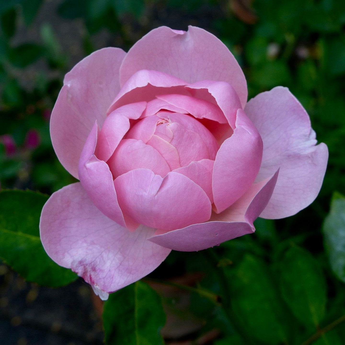 Rosa - The Alnwick® Rose