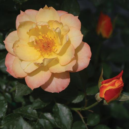 Rosa - PW® Color Choice® OSO Easy Italian Ice® Rose
