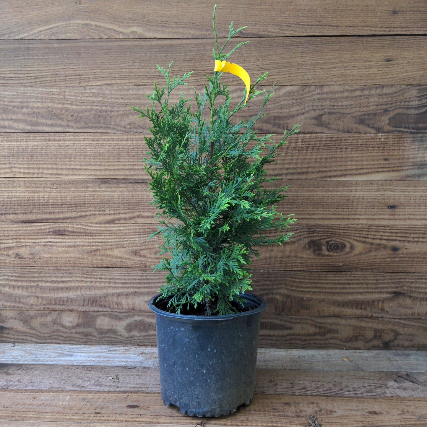 Thuja standishii x plicata - Green Giant Arborvitae