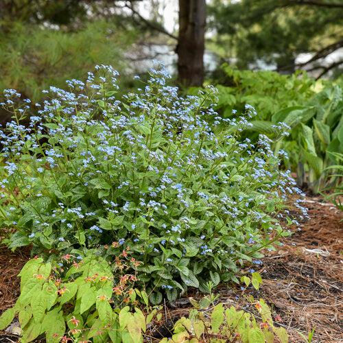 Brunnera macrophylla - Queen of Hearts Heartleaf Brunnera