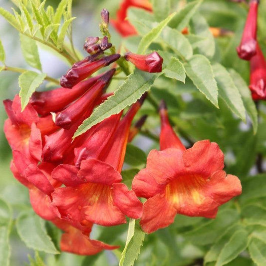 Tecoma x - Chicklet® Red Trumpet Bush