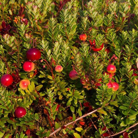 Vaccinium macrocarpon -  Pilgrim Cranberry