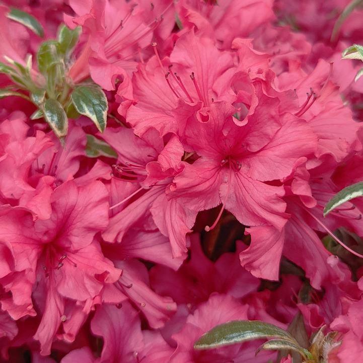 Azalea x - Arctic Rose Azalea