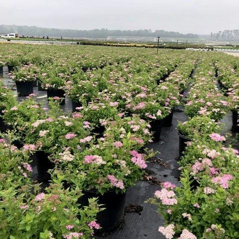 Spiraea japonica - Little Princess Spirea