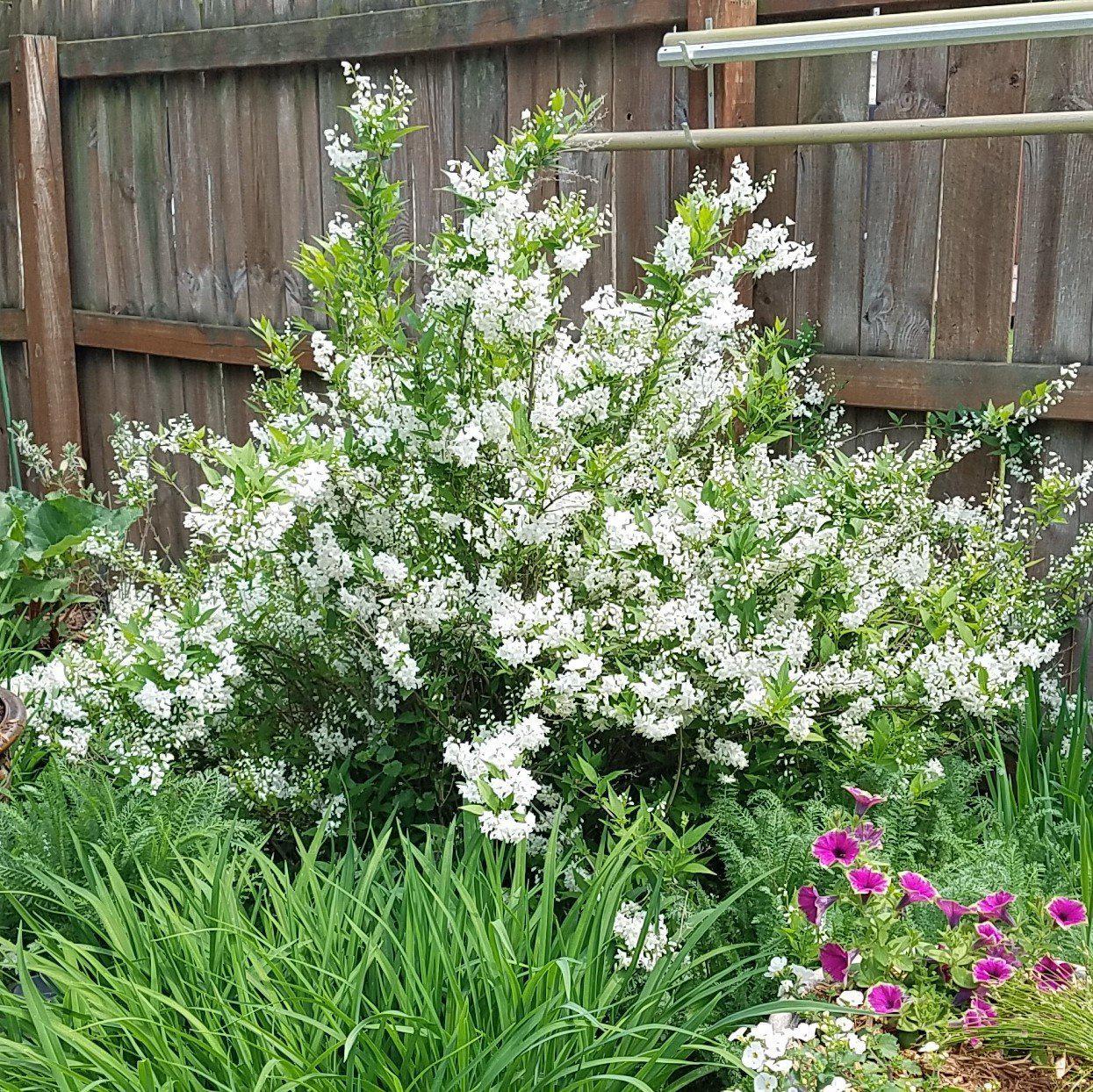 Deutzia gracilis - Dwarf Nikko Deutzia