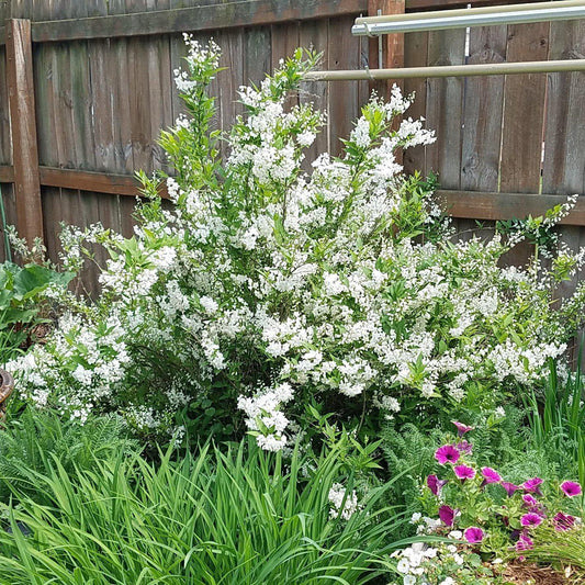 Deutzia gracilis - Dwarf Nikko Deutzia