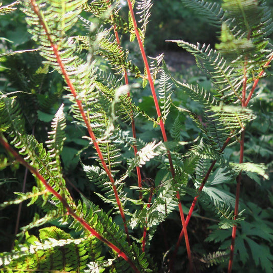 Athyrium filix-femina var. angustum - Lady in Red Fern, Northern Lady Fern