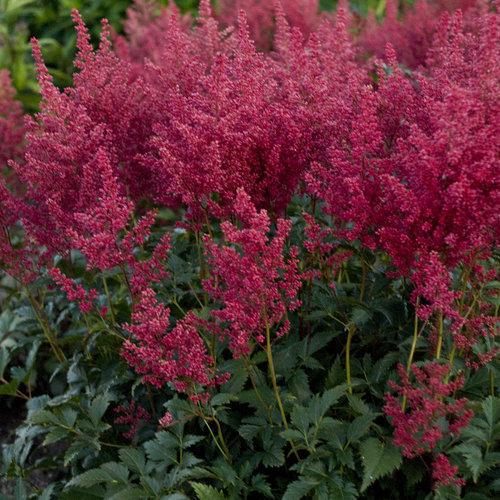 Astilbe japonica - Montgomery Japanese Astilbe