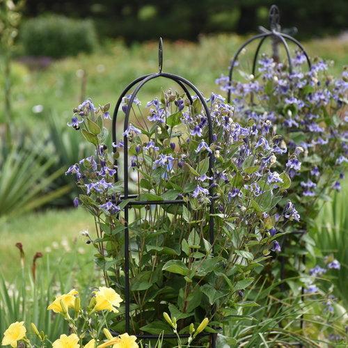 Clematis - Stand By Me