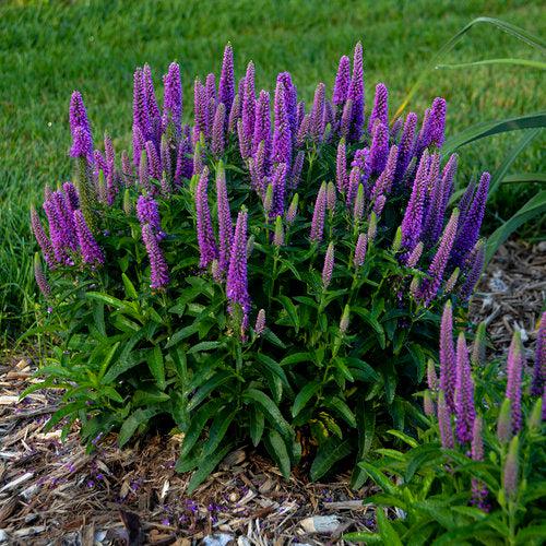 Veronica - PW® Magic Show® Purple Illusion Veronica