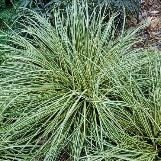 Carex oshimensis - Evergold Variegated Sedge