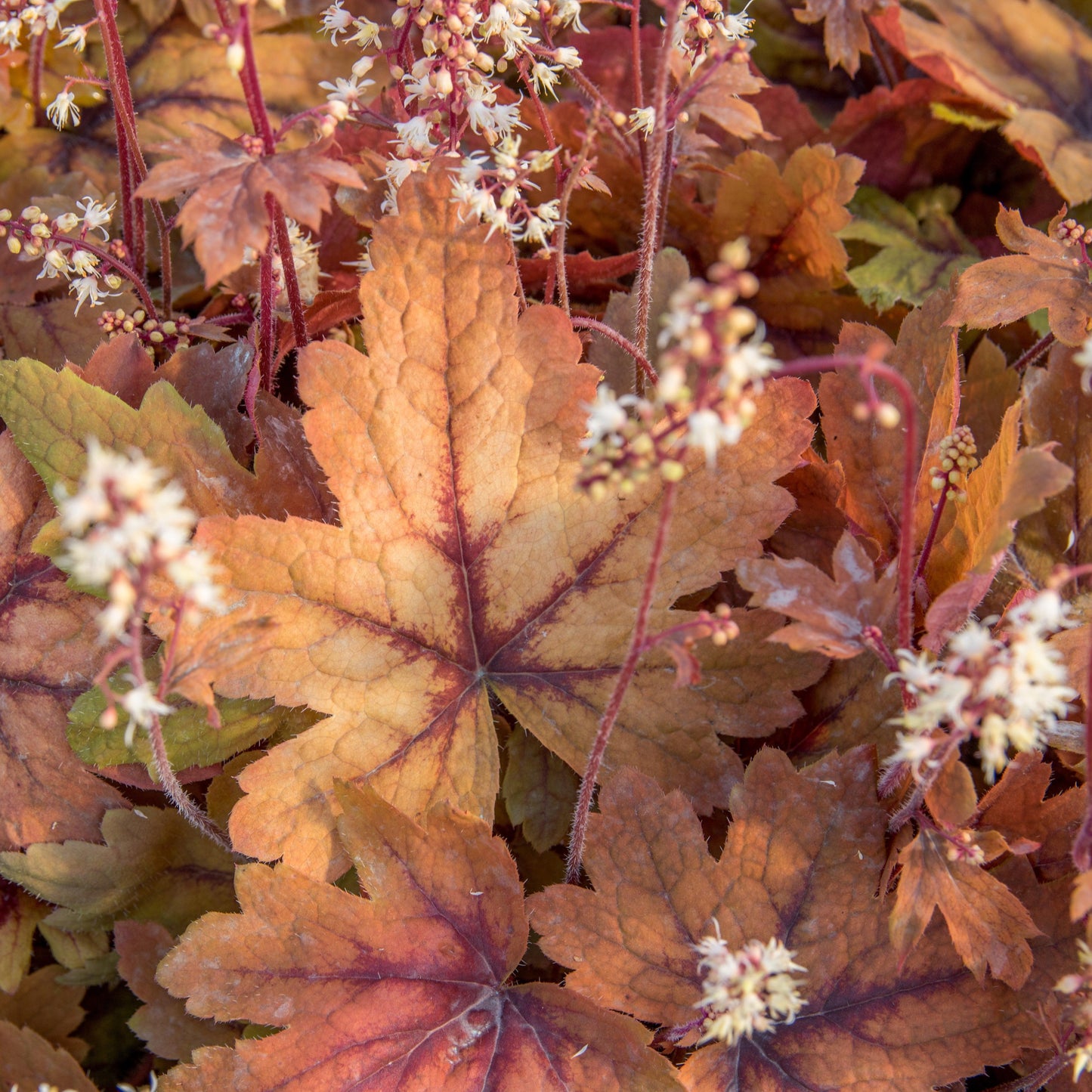 Heucherella - Sweet Tea Foamy Bells