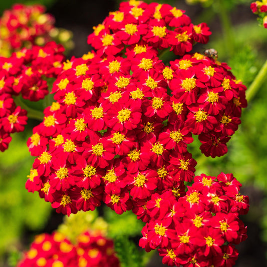 Achillea millefolium - Strawberry Seduction Yarrow