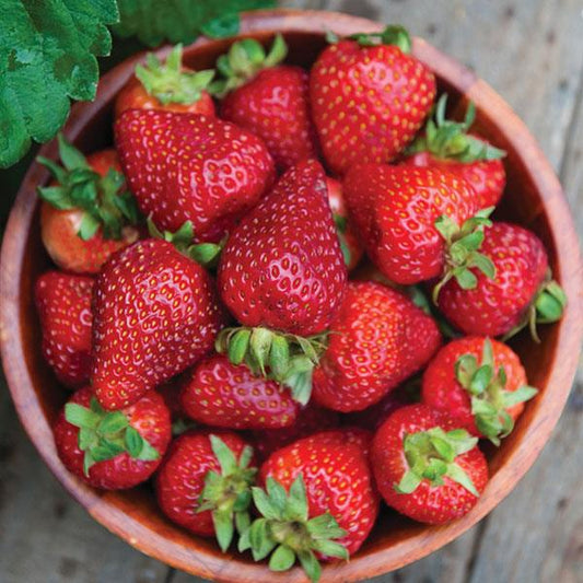 Fragaria x ananassa - Seascape Strawberry