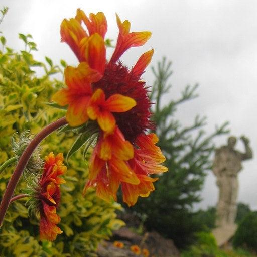 Gaillardia - Spintop™ Copper Sun Blanket Flower