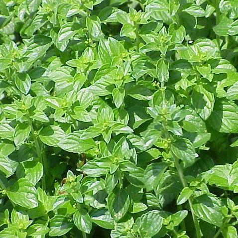 Calamintha nepeta spp.  - Lesser Calamint