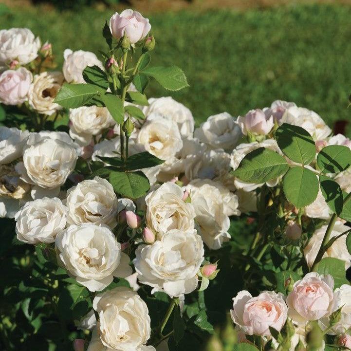 Rosa x - PW® Flavorette Pear'd® Rose