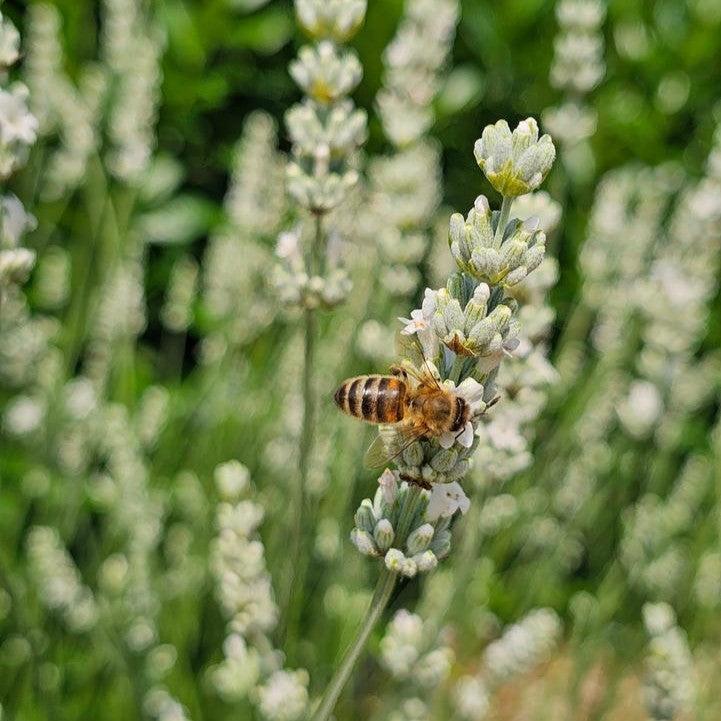 Lavandula x intermedia - Exceptional™ Lavender